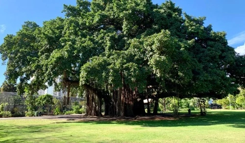 Banyan Tree