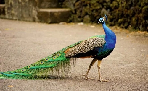 Peacock