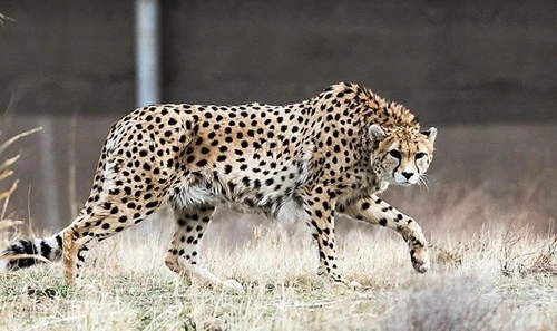  Asian Cheetah Become Extinct in the Last Century